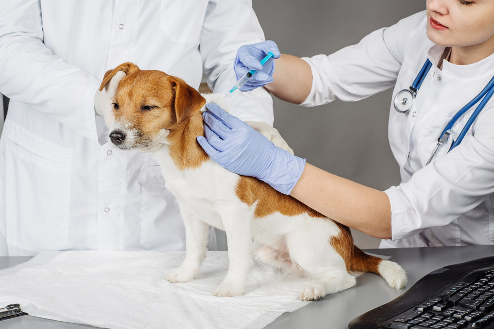 Dog getting examined 